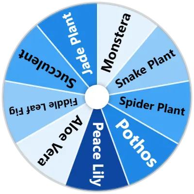 Houseplant Spinner